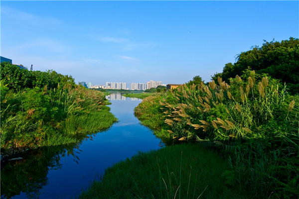 华侨城湿地